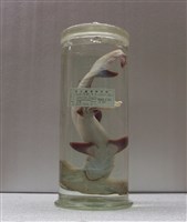 藏品(紅肉ㄚ髻鮫)的圖片